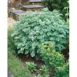 PlantaPro Artemisia absinthium 9x9 cm Topf – Winterhart, Mehrjährig, Pflegeleicht – Wermut – Kräuterpflanze für Garten & Kübel