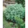 PlantaPro Artemisia absinthium 9x9 cm Topf – Winterhart, Mehrjährig, Pflegeleicht – Wermut – Kräuterpflanze für Garten & Kübel