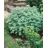 PlantaPro Artemisia absinthium 9x9 cm Topf – Winterhart, Mehrjährig, Pflegeleicht – Wermut – Kräuterpflanze für Garten & Kübel