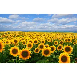 Fototapete PAPERMOON "SONNENBLUMEN-BLUMEN FELD PFLANZE DEKOR NATUR MUSTER", bunt, B:3,00m L:2,23m, Vlies, Tapeten