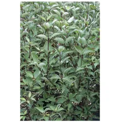 Cornus alba 'Kesselringii', Hartriegel, dunkelrot, 60–100 cm