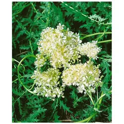 Filipendula vulgaris, Spierstaude, ca. 9x9 cm Topf, zartrosa Blüten