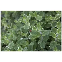 Pflanzen Für Dich Mentha suaveolens Variegata Ananasminze, ca. 9x9