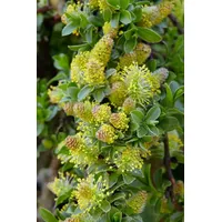 Pflanzen Für Dich Salix simulatrix, 40 cm Stammhöhe