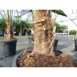 grünwaren Trachycarpus fortunei 140 - 170 cm Palme Hanfpalme, winterhart bis -18°C