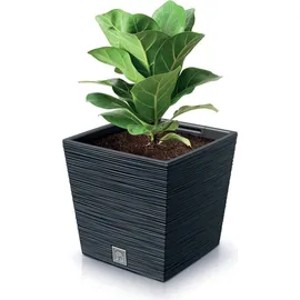 Prosperplast Furu Square 29,5 x 29,5 x 29 cm Anthrazit