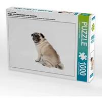 Calvendo Ein Motiv aus dem Kalender Mops - unwiderstehlich