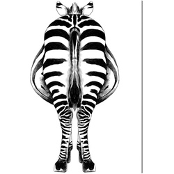 ANY IMAGE Kunstdruck »Zebra II«, mehrfarbig, Alu-Dibond - bunt
