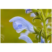 Pflanzen Für Dich Salvia pratensis, ca. 9x9 cm Topf