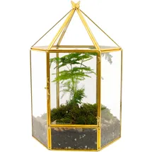 ElegantLife Geometrisches Glas-Terrarium, Pflanzgefäß für Sukkulenten zum Aufhängen, für Zuhause, Garten, Büro, Dekoration, Pflanzen Nicht im Lieferumfang enthalten (goldfarben, sechseckig)