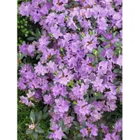 Pflanzen Für Dich Rhododendron impeditum 'Ramapo' kompakt, lila, ca.