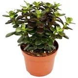 EXOTENHERZ Crassula portulacea minor - Pfennigbaum - große Pflanze im 12cm
