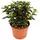 EXOTENHERZ Crassula portulacea minor Pfennigbaum große Pflanze 12cm