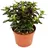 EXOTENHERZ Crassula portulacea minor - Pfennigbaum - große Pflanze im 12cm