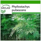 Saflax - Moso Riesenbambus - 20 Samen - Mit keimfreiem Anzuchtsubstrat - Phyllostachys pubescens