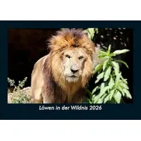 Vero Kalender Löwen in der Wildnis 2026 Fotokalender DIN