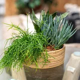 DARO DEKO Rattan Korb Schale Ø 17 x 6cm rund mit Einsatz Blumentopf geflochten Aufbewahrungskorb Übertopf Blumenkorb