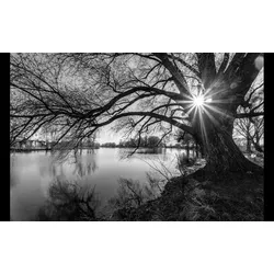 Fototapete PAPERMOON "Baumsee Sonnenaufgang", bunt, B:4,00m L:2,60m, Vlies, Tapeten