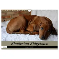 Calvendo Rhodesian Ridgeback Augen-Blicke (Wandkalender 2026 DIN A4 quer),