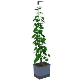 Gusta Garden Curt Cucumber 34,7 x 28,1 x 13,8 cm Blau