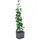 Gusta Garden Curt Cucumber 34,7 x 28,1 x 13,8 cm Blau