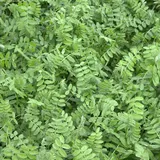 Sommerwicken Vicia Sativa 25 Kg Futterwicke Saatwicke Futterpflanze Futterbau