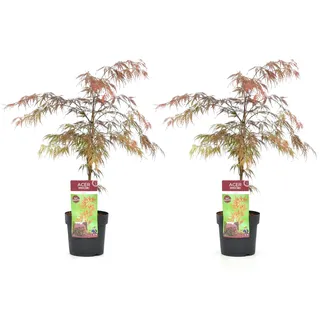 Plant in a Box - Acer palmatum 'Garnet' 2er Set Höhe 60-70cm