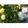 Bradas Aqua Spray Drucksprüher 1,5 Liter