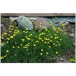 Hieracium pilosella, Habichtskraut, ca. 9x9 cm Topf, bodendeckend