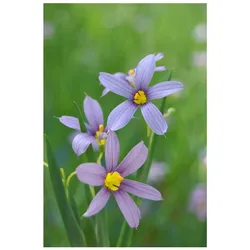 Sisyrinchium angustifolium, Blauäugiges Gras, ca. 9x9 cm Topf