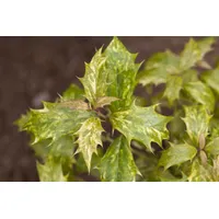 Pflanzen Für Dich Osmanthus heterophyllus 'Tricolor', Duftblüte, buntes Laub,