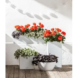 LECHUZA Canto Stone low 40 Komplettset 40 x 40 x 40 cm quarzweiß