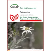SAFLAX - Heilpflanzen - Edelweiss - 500 Samen -