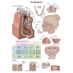 Lehrtafel  Dentalanatomie  50x70cm