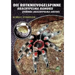 Die Rotknievogelspinne