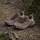 adidas Terrex Trailmaker 2 GTX Damen Earth Strata/Trace Brown/Chalky Brown 38 2/3