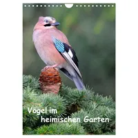 Calvendo Vögel im heimischen Garten (Wandkalender 2026 DIN A4