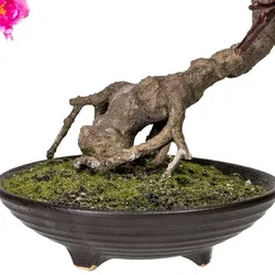 CREATIV green künstliche Pflanze Bonsai cerasum, ca 50cm