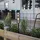 Star Trading Solar Dekoration Bollard Pathy (IP44)