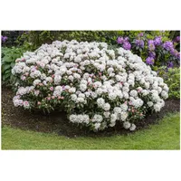 Pflanzen Für Dich Rhododendron yakushimanum 'Dreamland', rosa Blüten, 20–25