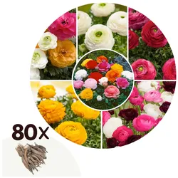 Plant in a Box - Ranunkeln - 80 Stk - Ranunculus - Blumenzwiebeln - Mehrfarbig