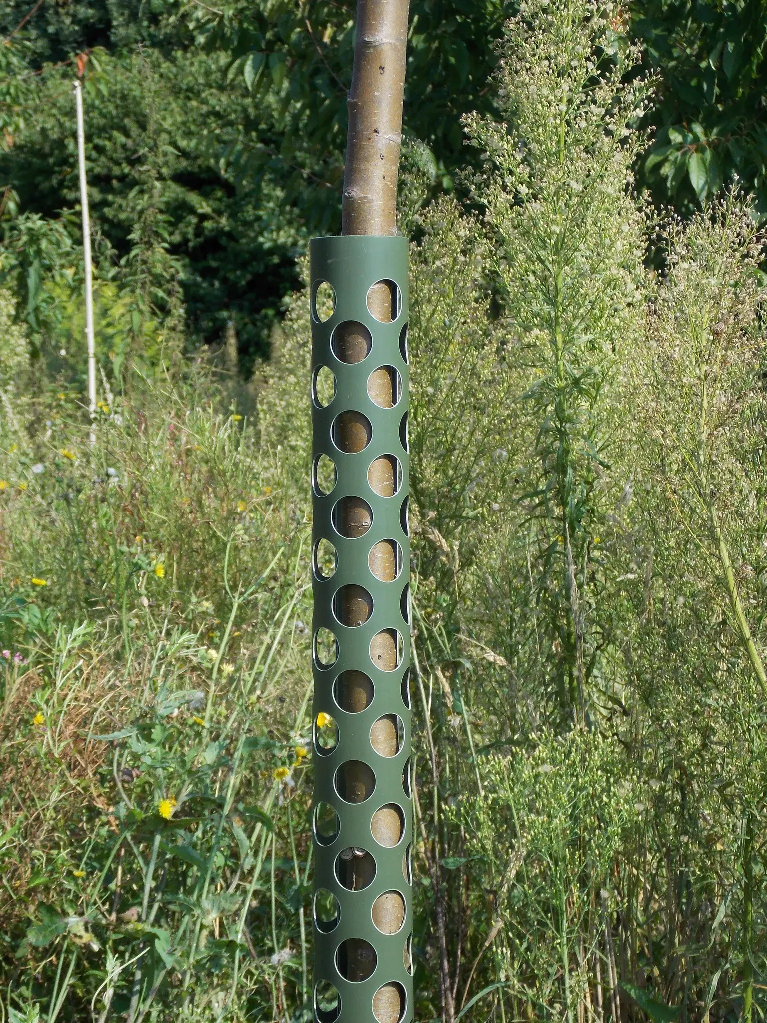 Baumschutz Anti-Knabb