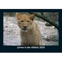 Vero Kalender Löwen in der Wildnis 2026 Fotokalender DIN