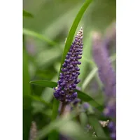 Pflanzen Für Dich Liriope muscari, Lilientraube, immergrün, ca. 9x9