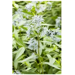 Amsonia tabernaemontana, Blaustern, ca. 9x9 cm Topf, blau blühend