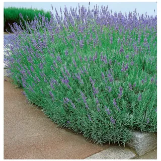 Pflanzen Für Dich Lavandula x intermedia 'Dutch' p 0,5