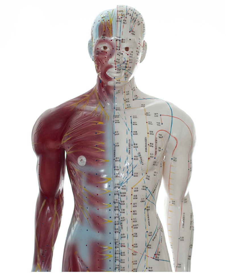 Akupunkturmodell Körper Dreidimensional HeineScientific