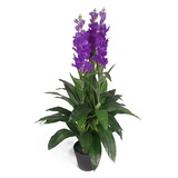 Leaf Kunstpflanze Cymbidium Orchidee, 100 cm, schwarzer Kunststofftopf, Violett