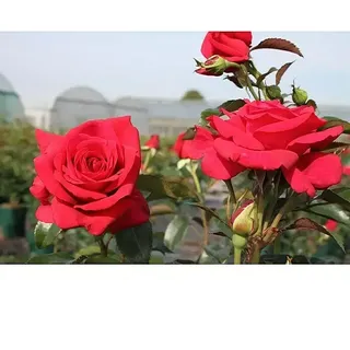 Kletterrose  (Rosa 'Red Flame' -R-, Blutrot)