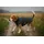 Wolters Hundebekleidung Outdoorjacke Modern Classic anthrazit
